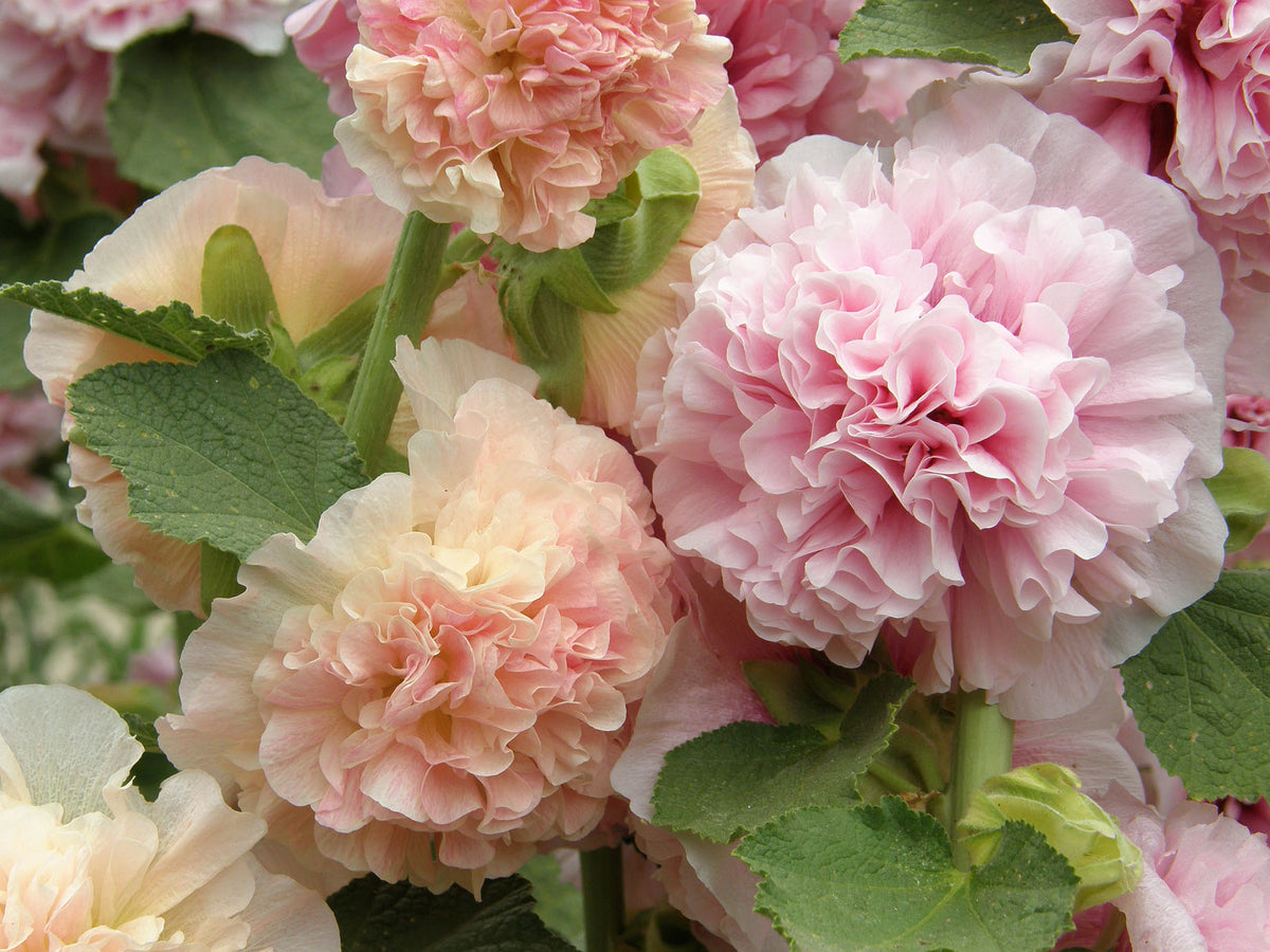 Pom Pom Hollyhocks - Apricot-Peach Parfait