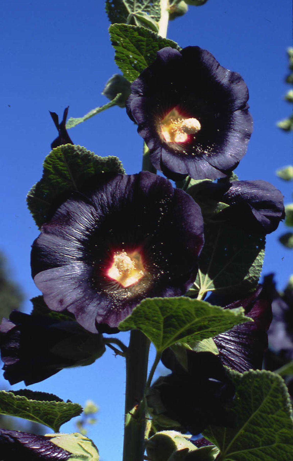Heirloom Hollyhocks - Black Watchman
