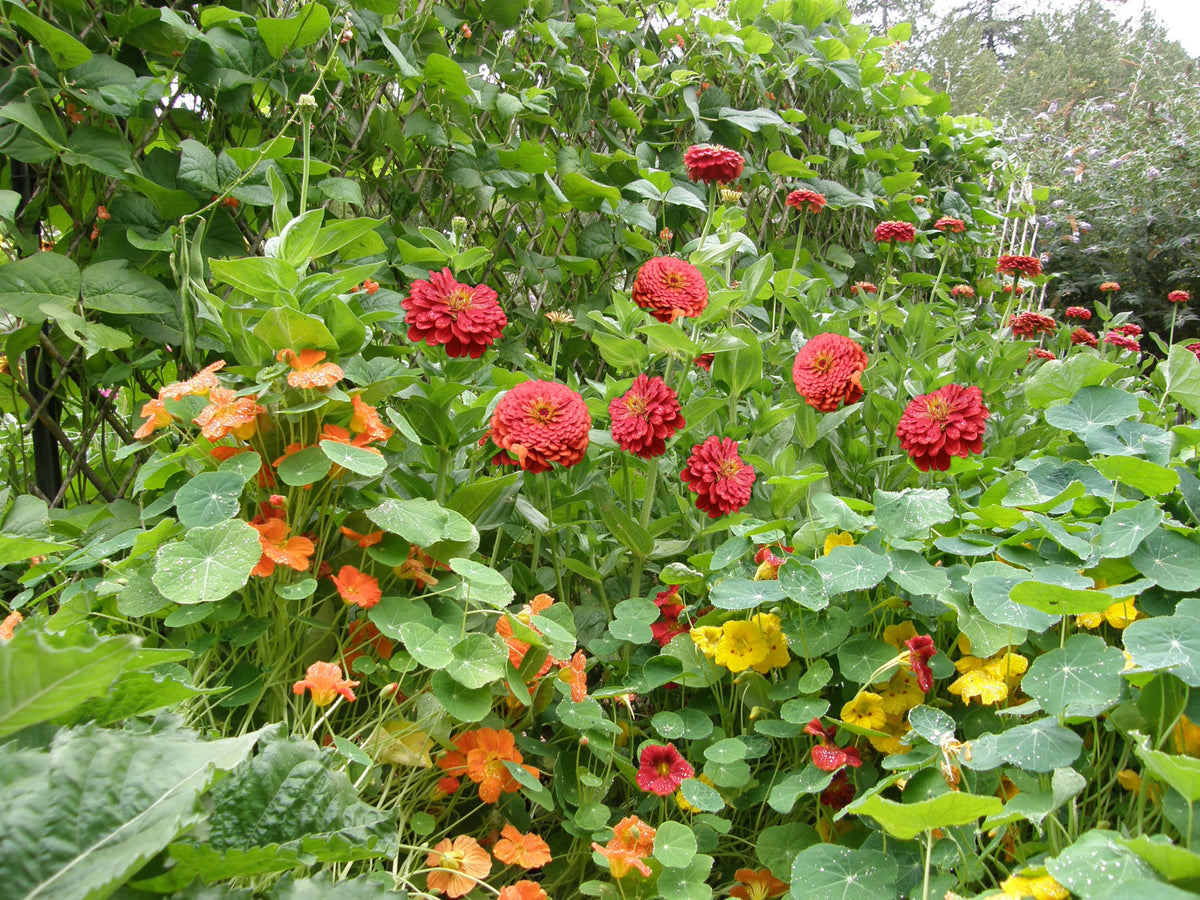 Bonus Pack - Seeds for a Hummingbird Garden