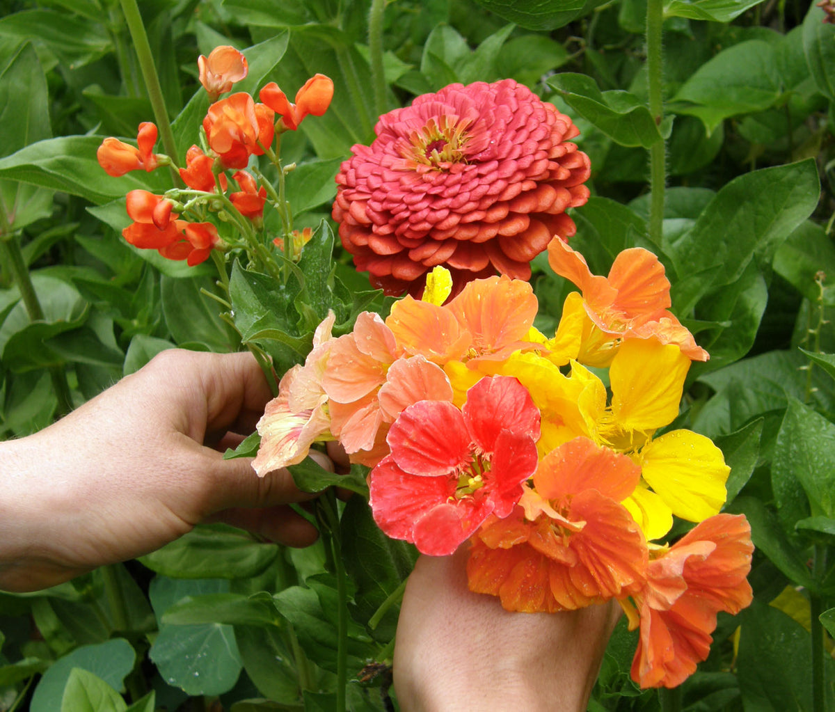 Bonus Pack - Seeds for a Hummingbird Garden