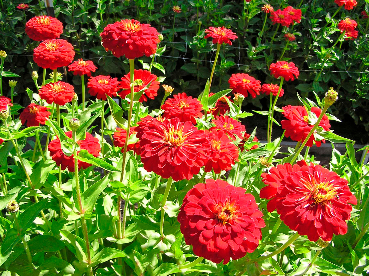 Bonus Pack - Seeds for a Hummingbird Garden