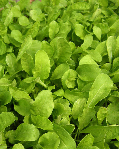 Kitchen Herbs - Heirloom Italian Arugula