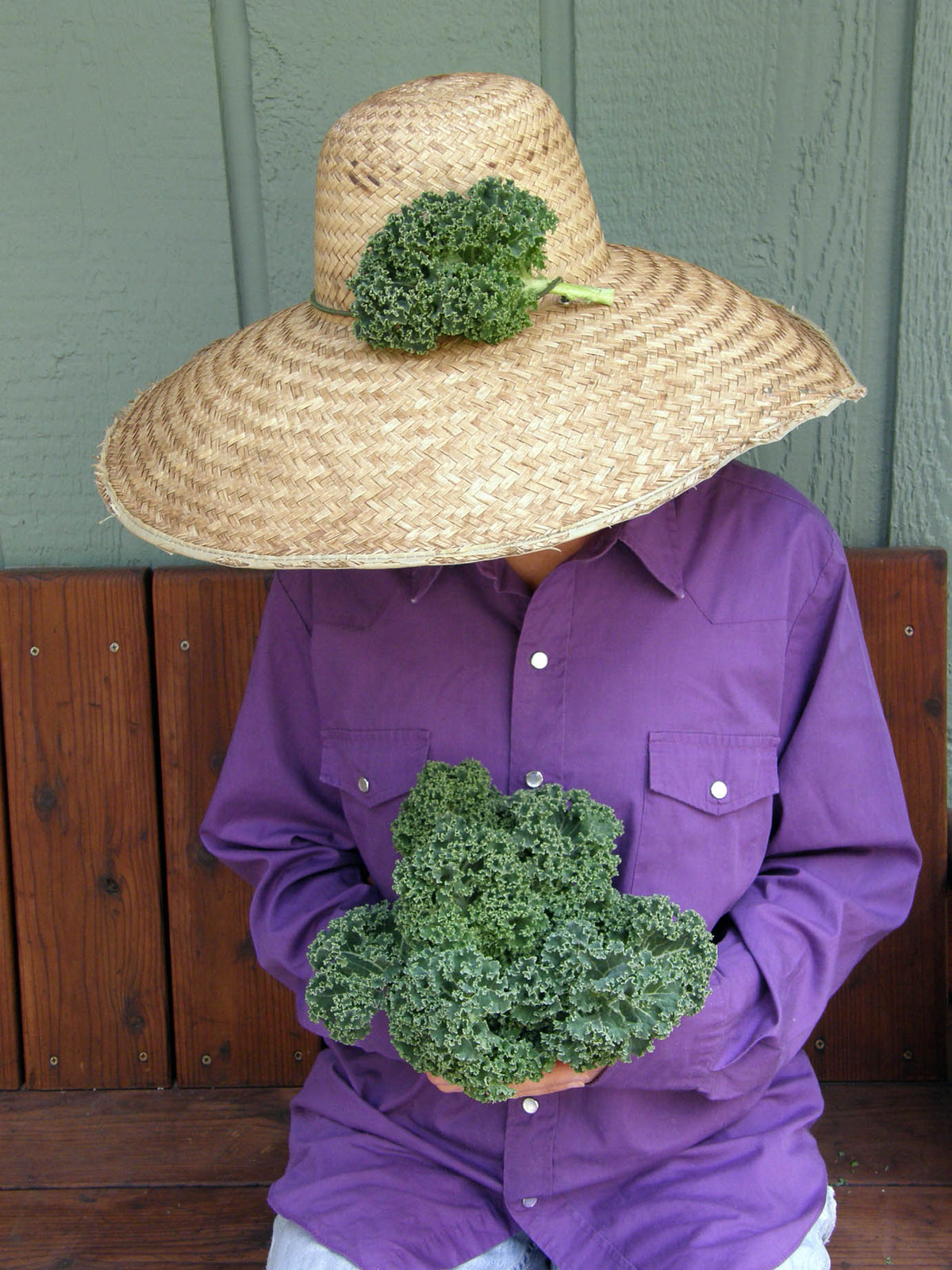 Triple-Curled Kale - Dutch Darkibor