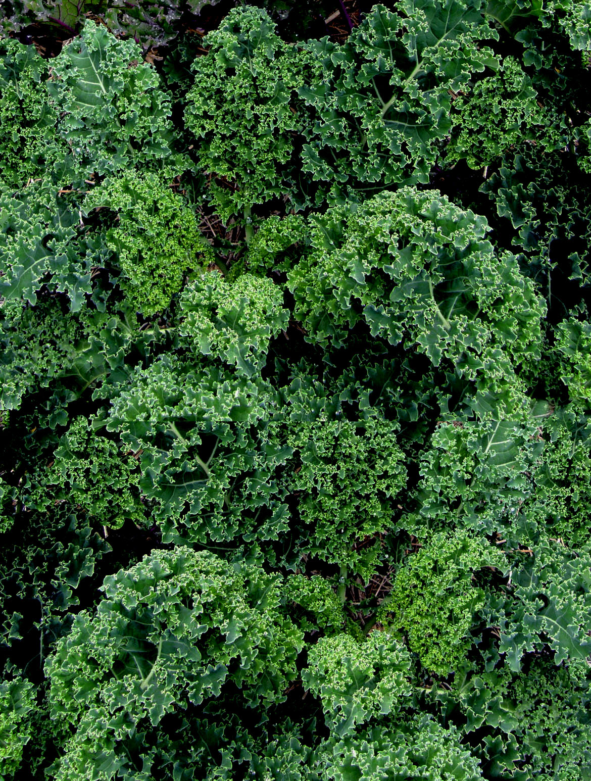 Triple-Curled Kale - Dutch Darkibor