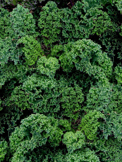 Triple-Curled Kale - Dutch Darkibor