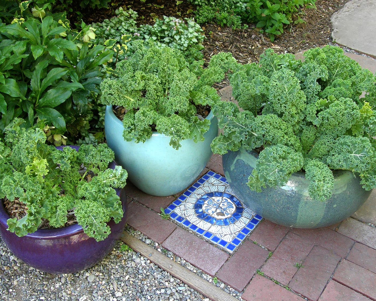 Container Kale - Green Curls