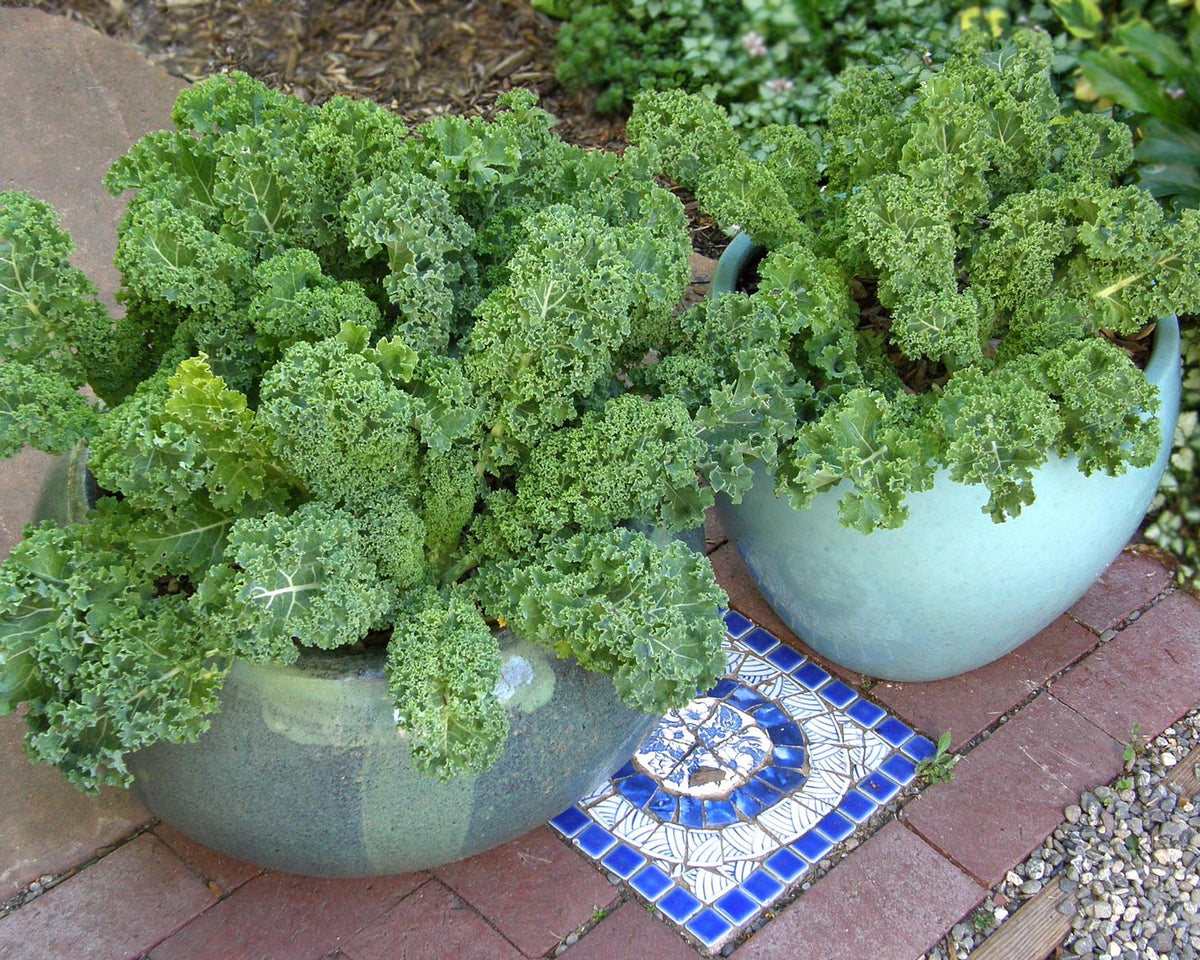 Container Kale - Green Curls