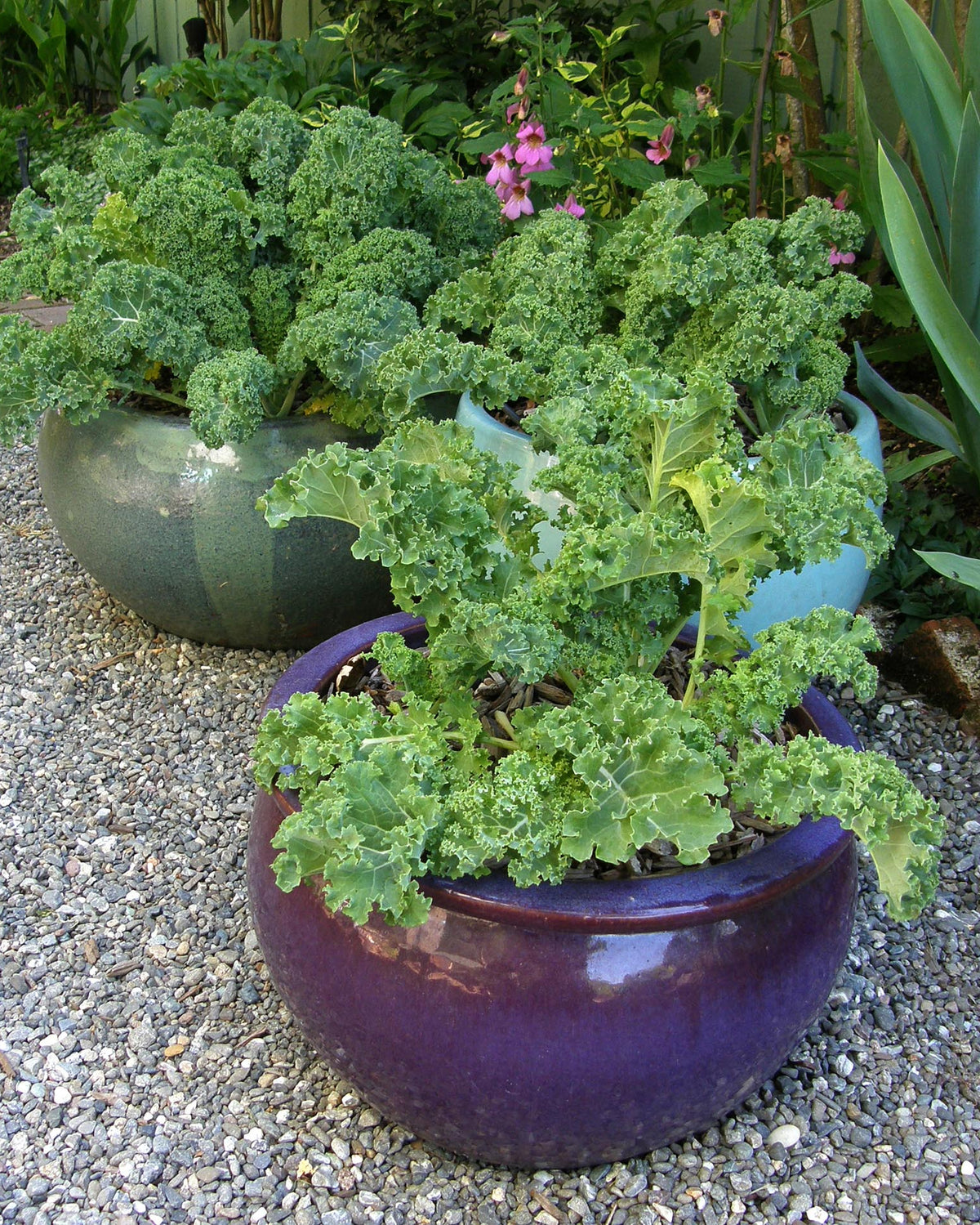 Container Kale - Green Curls