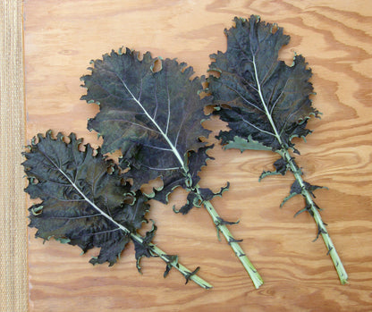 Specialty Kale - Mars Landing