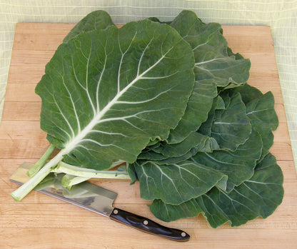 Portuguese Kale - Tronchuda Beira