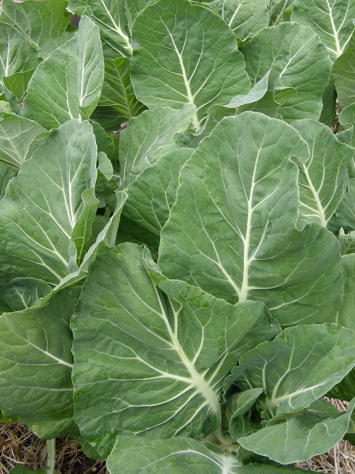 Portuguese Kale - Tronchuda Beira