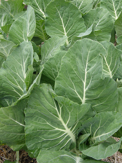 Portuguese Kale - Tronchuda Beira