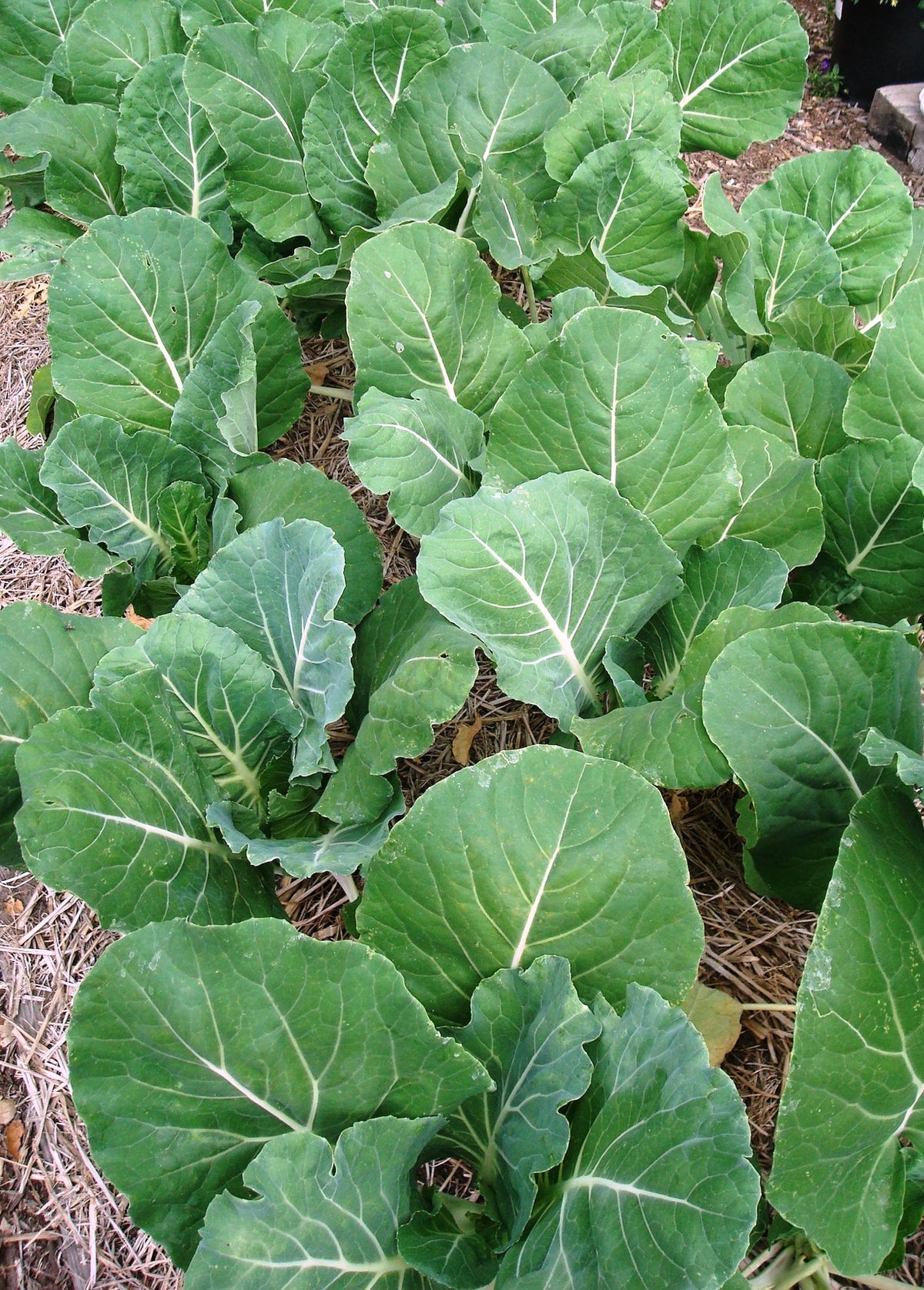 Portuguese Kale - Tronchuda Beira
