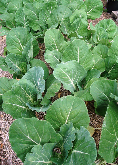 Portuguese Kale - Tronchuda Beira