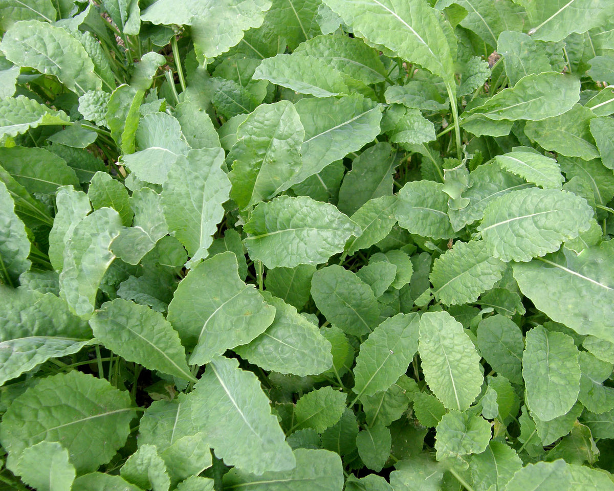 Heirloom Italian Kale - Tuscan Baby Leaf