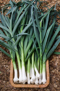 Leek Plants - Lancelot