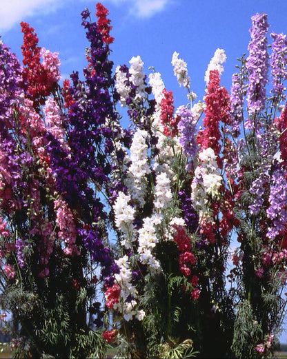 Heirloom Imperial Larkspur - French Alouette