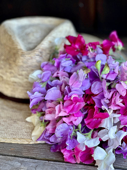 Early Blooming Sweet Peas - Chiffon Elegance