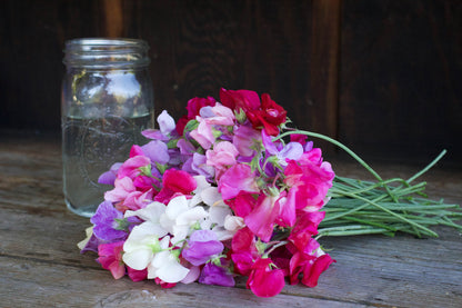 Early Blooming Sweet Peas - Chiffon Elegance