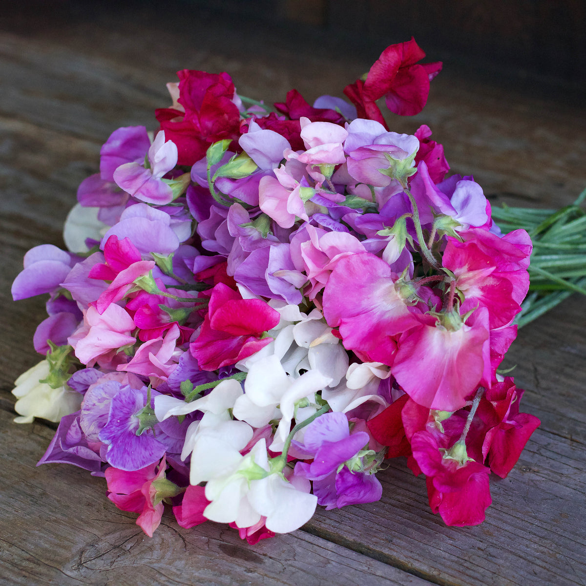 Early Blooming Sweet Peas - Chiffon Elegance