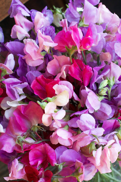 Early Blooming Sweet Peas - Chiffon Elegance