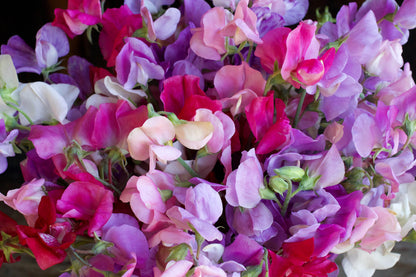 Early Blooming Sweet Peas - Chiffon Elegance