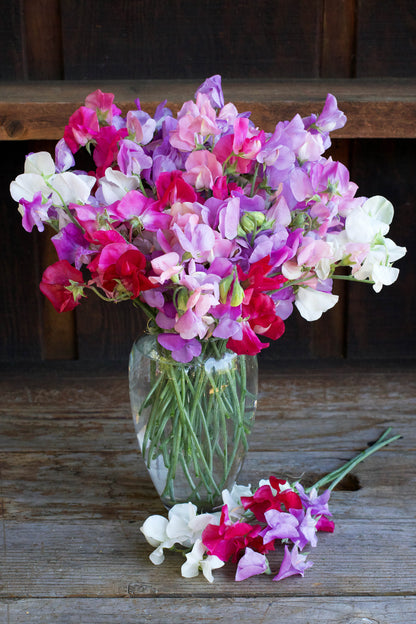 Early Blooming Sweet Peas - Chiffon Elegance