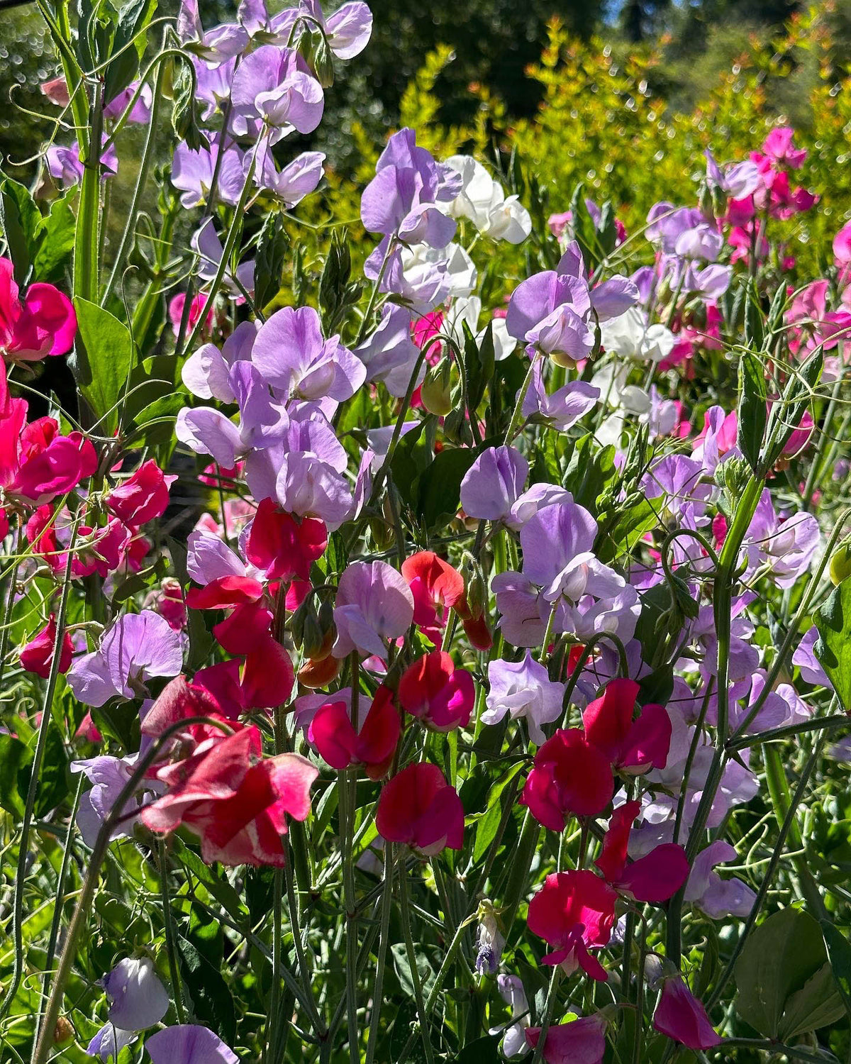 Early Blooming Sweet Peas - Chiffon Elegance