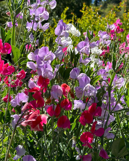 Early Blooming Sweet Peas - Chiffon Elegance