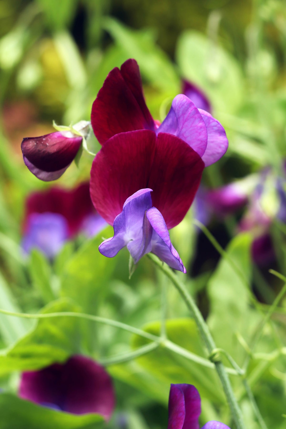 Heirloom Sweet Peas - Cupani's Original