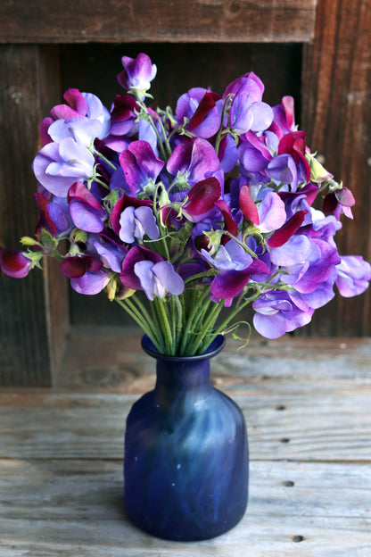 Heirloom Sweet Peas - Cupani's Original