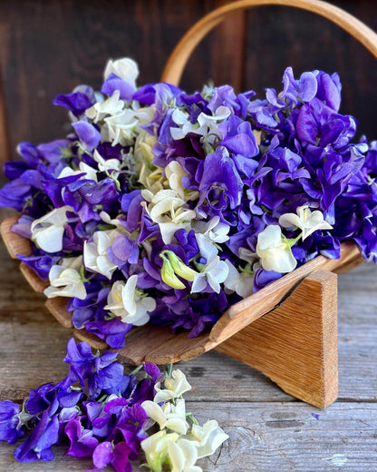 Antique Sweet Peas - Jewels of Albion