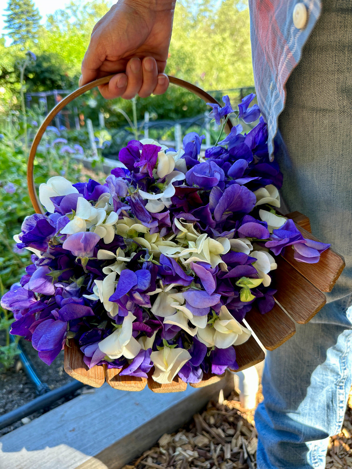 Antique Sweet Peas - Jewels of Albion