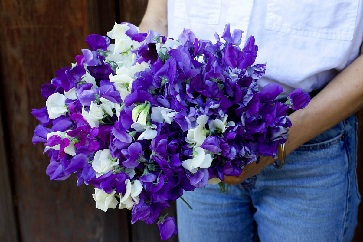 Antique Sweet Peas - Jewels of Albion