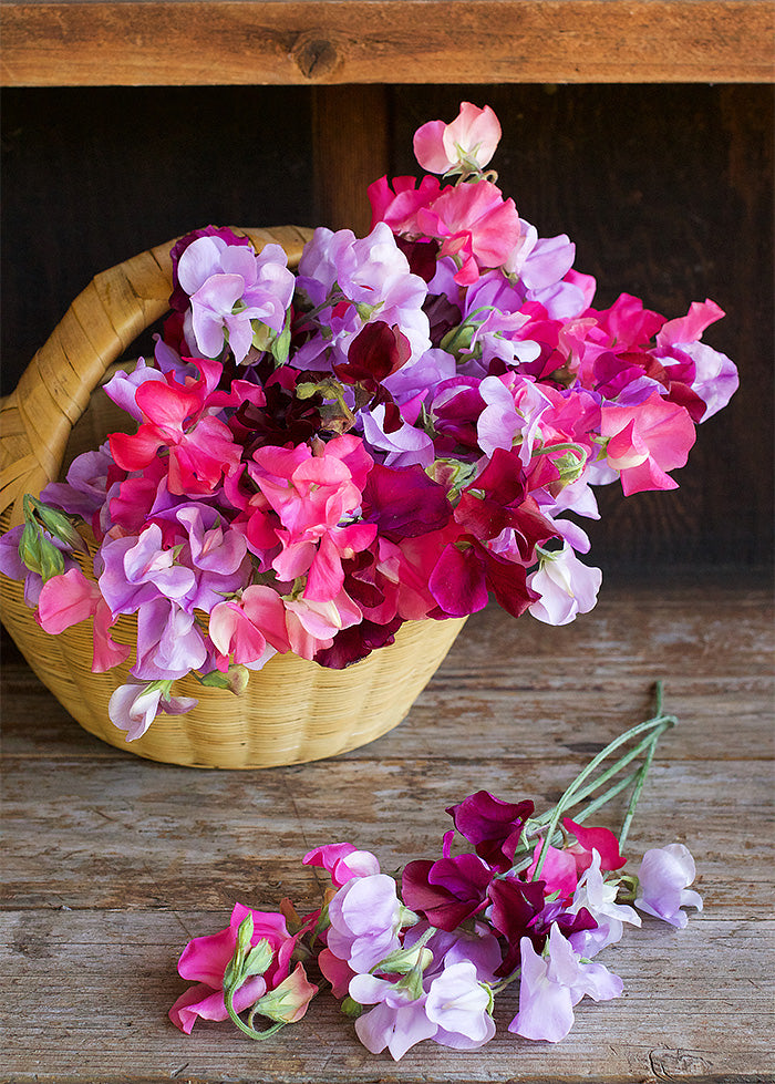 Early Blooming Sweet Peas - Velvet Elegance
