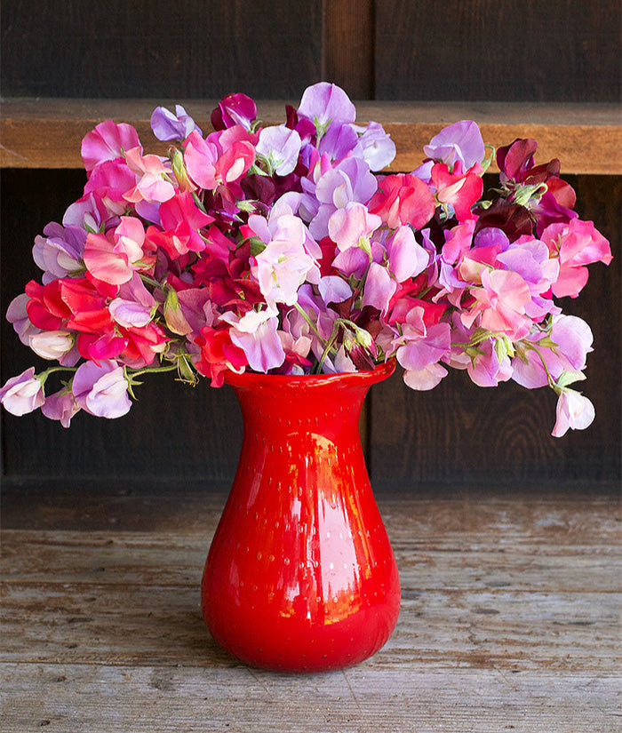 Early Blooming Sweet Peas - Velvet Elegance