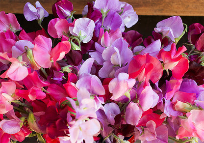 Early Blooming Sweet Peas - Velvet Elegance