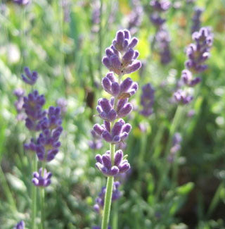 Scented Herbs - Lavender Hidcote