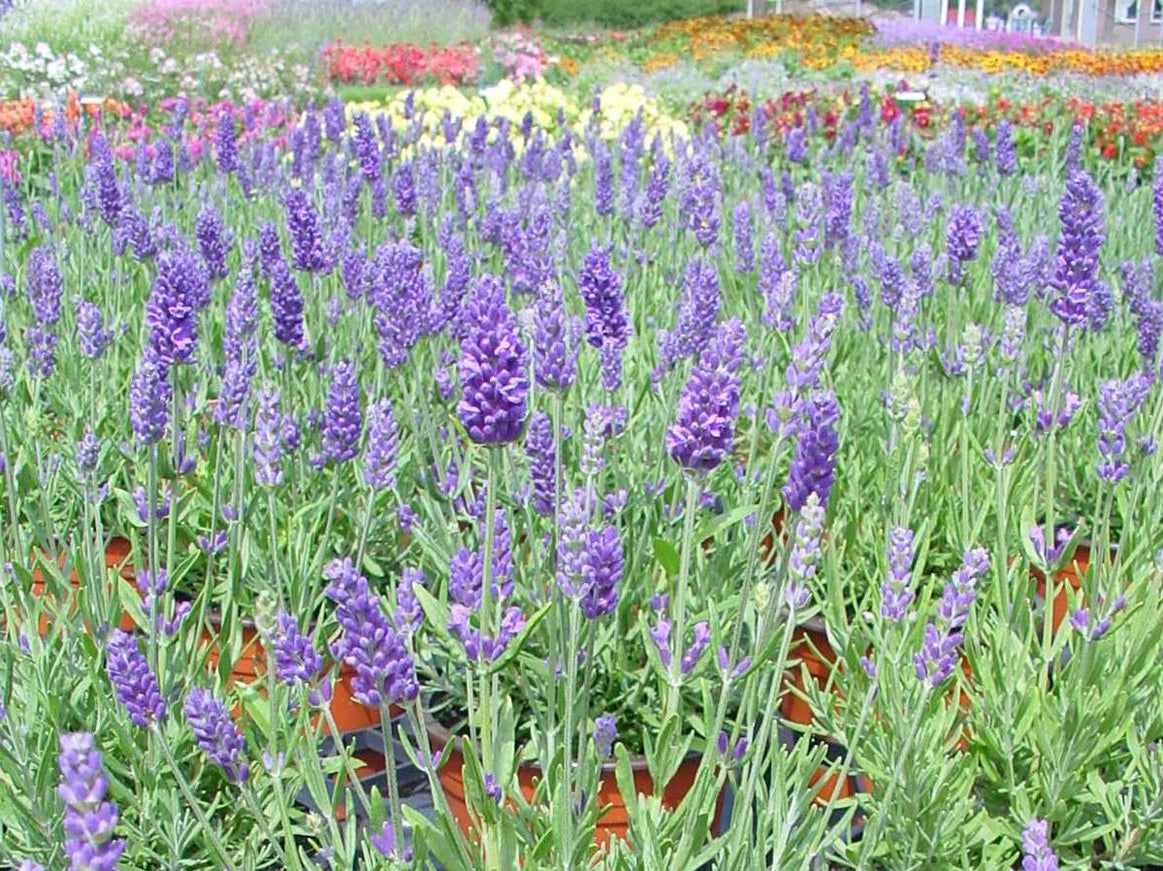 Container Herbs - French Perfume Lavender