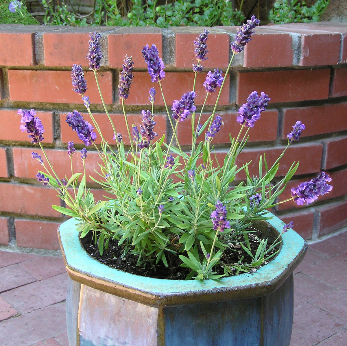 Container Herbs - French Perfume Lavender