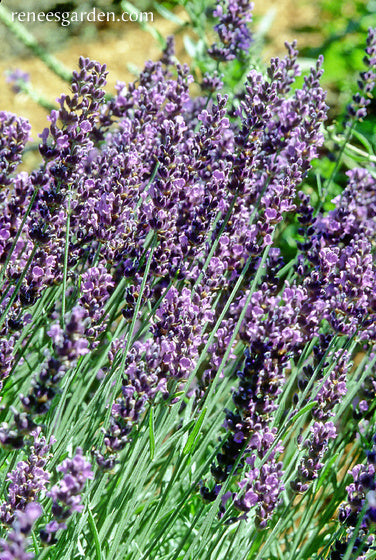 Scented Herbs - Lavender Hidcote