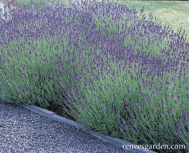 Scented Herbs - Lavender Hidcote