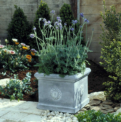 Butterfly Herbs - Fernleaf Lavender