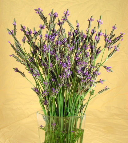 Butterfly Herbs - Fernleaf Lavender