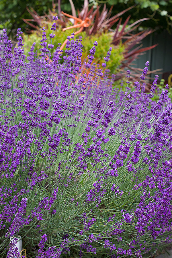 Scented Herbs - Lavender Hidcote