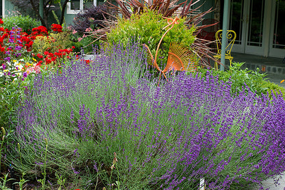 Scented Herbs - Lavender Hidcote