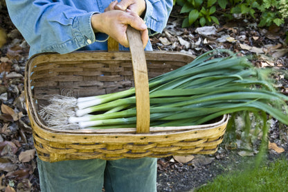 French Baby Leeks - Primor