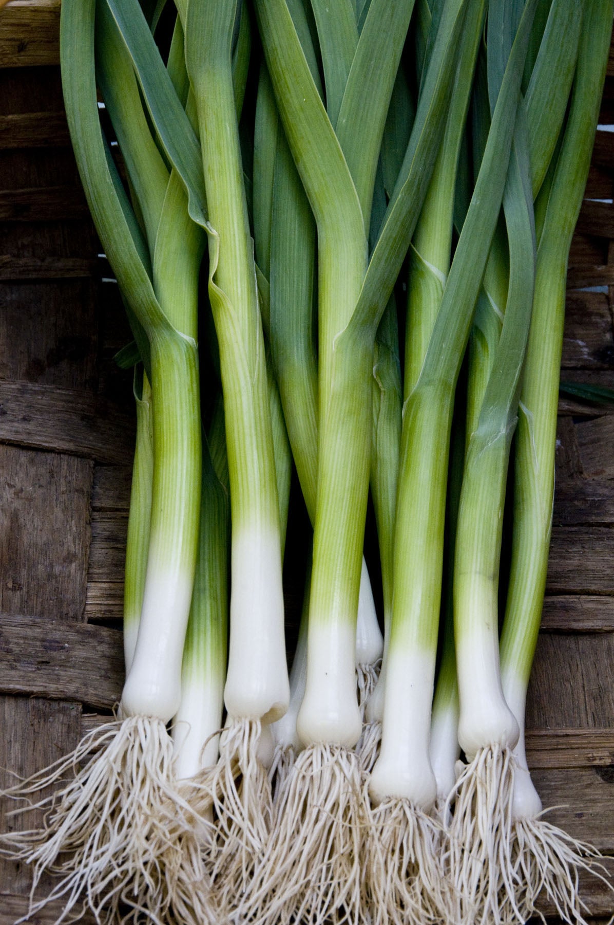 French Baby Leeks - Primor