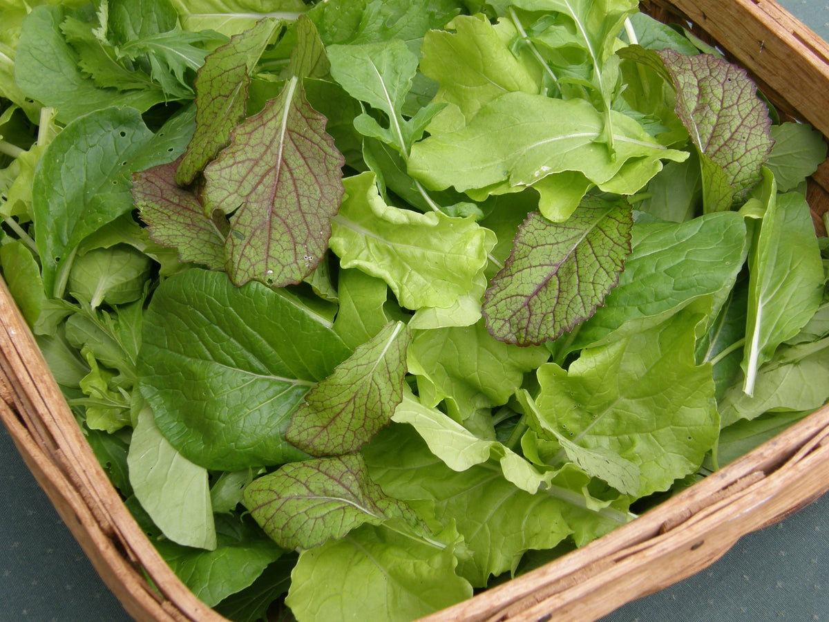 Gourmet Mesclun Salad - Asian Baby Leaf