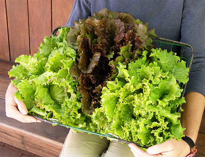 Crunchy Lettuce Trio - Blush Batavians